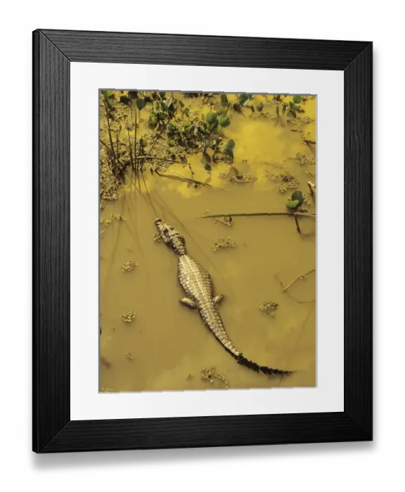 Framed Print : AMPH-110 Caiman (Caiman crocodilus yacare) in lilly pads. Pantanal, Mato Grosso do Sul, Brazil Framed Print : AMPH-110 Caiman (Caiman crocodilus yacare) in lilly pads. Pantanal, Mato Grosso do Sul, Brazil