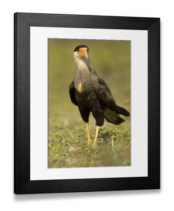 Framed Print : Crested Caracara, Polyborus plancus, as it scans ground for food. Pantanal, Brazil Framed Print : Crested Caracara, Polyborus plancus, as it scans ground for food. Pantanal, Brazil