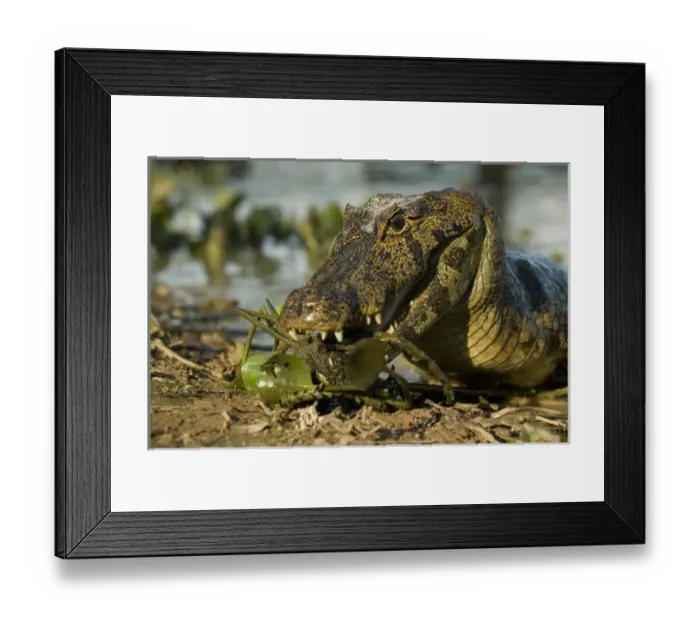 Framed Print : Spectacled Caimen, Caiman crocodilus, by the rivers edge in the Pantanal, Brazil