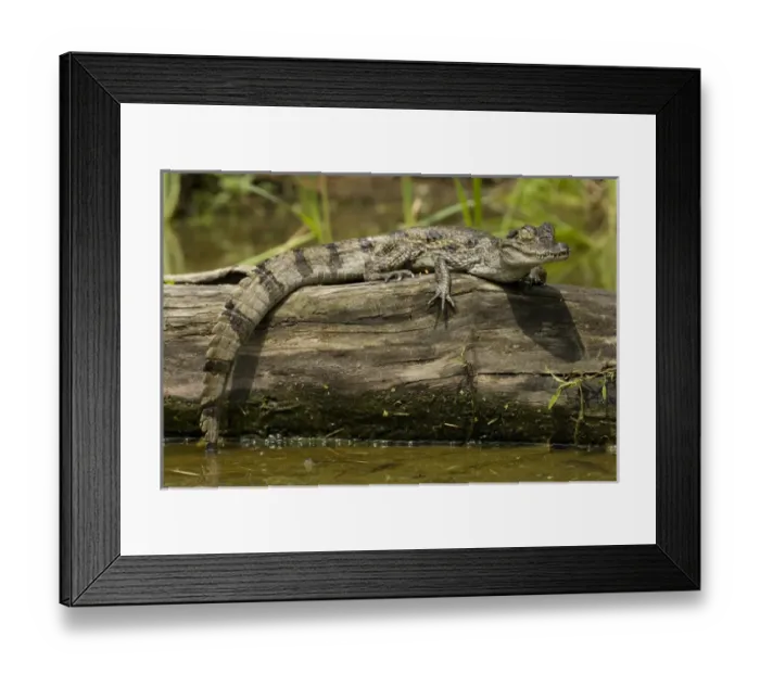 Framed Print : Spectacled Caimen, Caiman crocodilus, by the rivers edge in the Pantanal, Brazil Framed Print : Spectacled Caimen, Caiman crocodilus, by the rivers edge in the Pantanal, Brazil