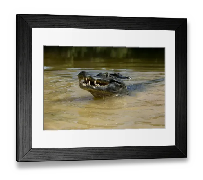 Framed Print : Black Caiman, Melanosuchus niger, lunging out of the muddy water around the Pantanal