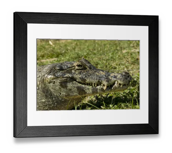 Framed Print : Spectacled Caimen, Caiman crocodilus, by the rivers edge in the Pantanal, Brazil Framed Print : Spectacled Caimen, Caiman crocodilus, by the rivers edge in the Pantanal, Brazil