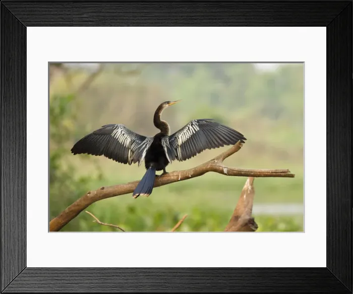 Framed Print : Pantanal, Brazil, Anhinga, Anhinga anhinga, perched on a tree