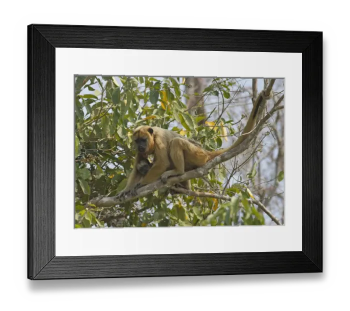 Framed Print : Pantanal, Brazil, Black Howler, Alouatta caraya, female carrying baby climbing in tree Framed Print : Pantanal, Brazil, Black Howler, Alouatta caraya, female carrying baby climbing in tree