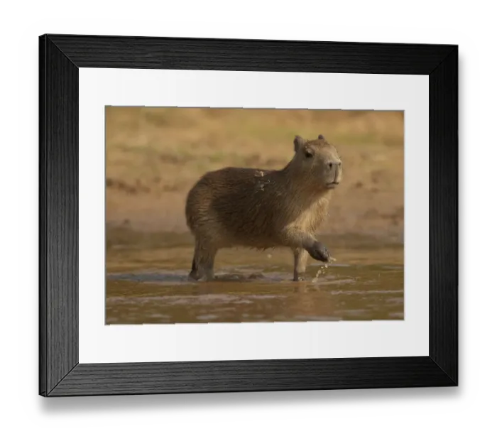 Framed Print : Pantanal, Brazil, Capybara, Hydrochoerus hydrochaeris, walking in river Framed Print : Pantanal, Brazil, Capybara, Hydrochoerus hydrochaeris, walking in river