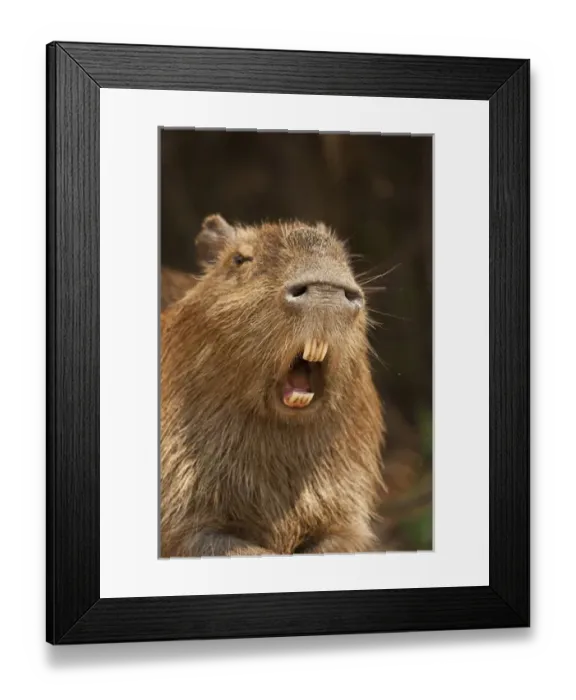 Framed Print : Pantanal, Brazil, Capybara, Hydrochoerus hydrochaeris, along riverbank in the jungle Framed Print : Pantanal, Brazil, Capybara, Hydrochoerus hydrochaeris, along riverbank in the jungle