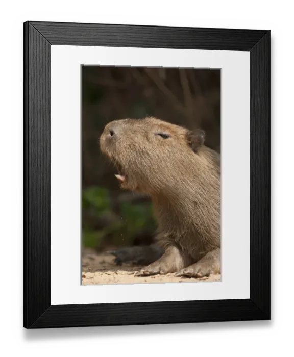 Framed Print : Pantanal, Brazil, Capybara, Hydrochoerus hydrochaeris, along riverbank in the jungle Framed Print : Pantanal, Brazil, Capybara, Hydrochoerus hydrochaeris, along riverbank in the jungle