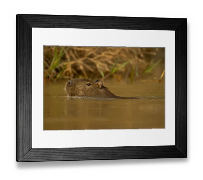 Framed Print : Pantanal, Brazil, Capybara, Hydrochoerus hydrochaeris, swimming in the jungle
