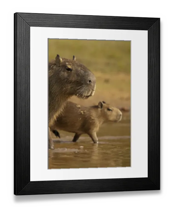 Framed Print : Pantanal, Brazil, Capybara, Hydrochoerus hydrochaeris, in the jungle