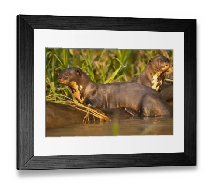 Framed Print : Pantanal NP, Brazil, Giant River Otter, Pteronura brasiliensis, swimming and playing Framed Print : Pantanal NP, Brazil, Giant River Otter, Pteronura brasiliensis, swimming and playing