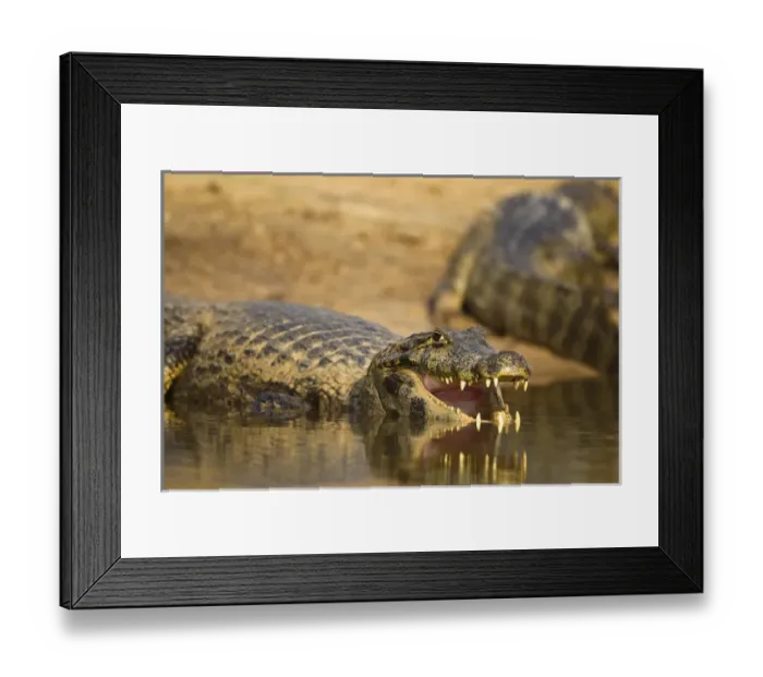 Framed Print : Matto Grosso, Pantanal, Brazil, South America, Spectacled Caiman, Caiman crocodilus Framed Print : Matto Grosso, Pantanal, Brazil, South America, Spectacled Caiman, Caiman crocodilus