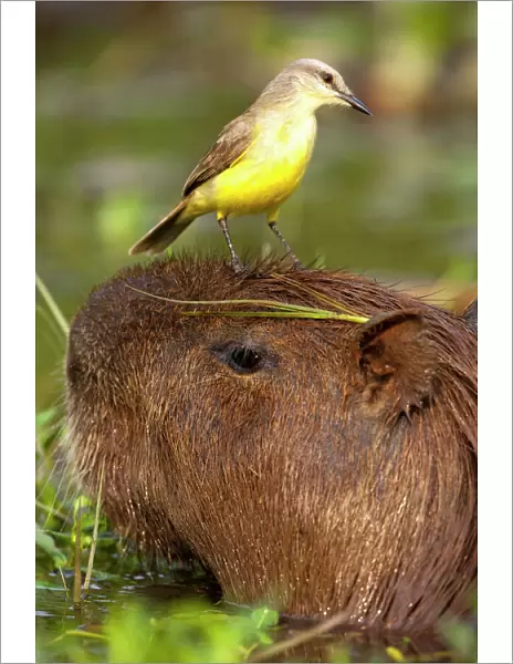 Pantanal, Brazil, Cattle Tyrant, Machetornis rixosus, riding on the head of a Capybara