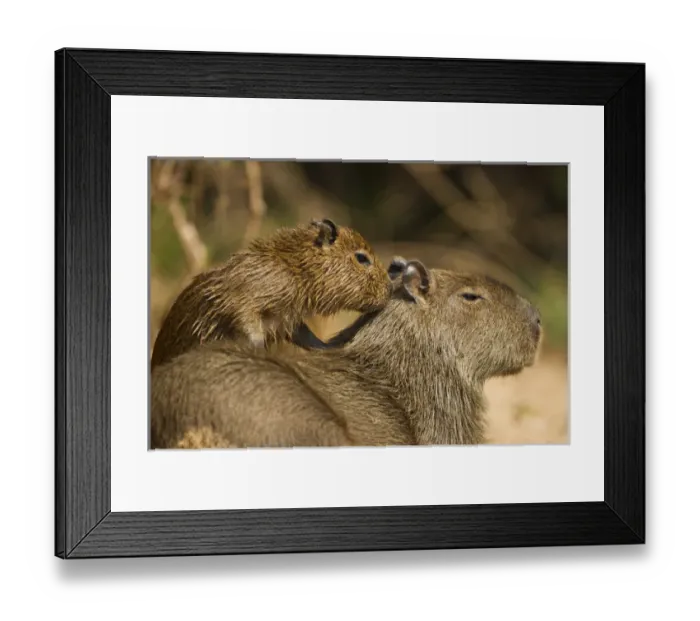 Framed Print : Matto Grosso, Pantanal, Brazil, South America, Capybara, Hydrochaeris hydrochaeris Framed Print : Matto Grosso, Pantanal, Brazil, South America, Capybara, Hydrochaeris hydrochaeris