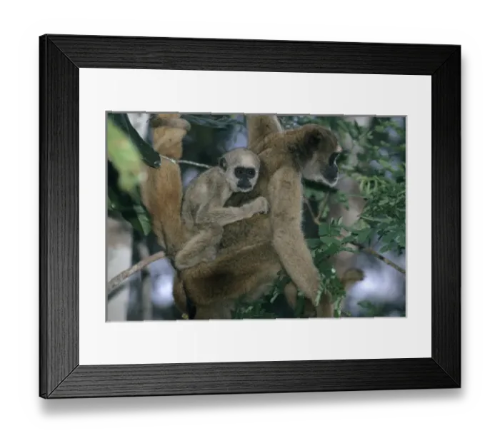 Framed Print : Southeast Brazil, Northern Woolly Spider Monkey, (Brachyteles a. hypoxanthus), Muriqui
