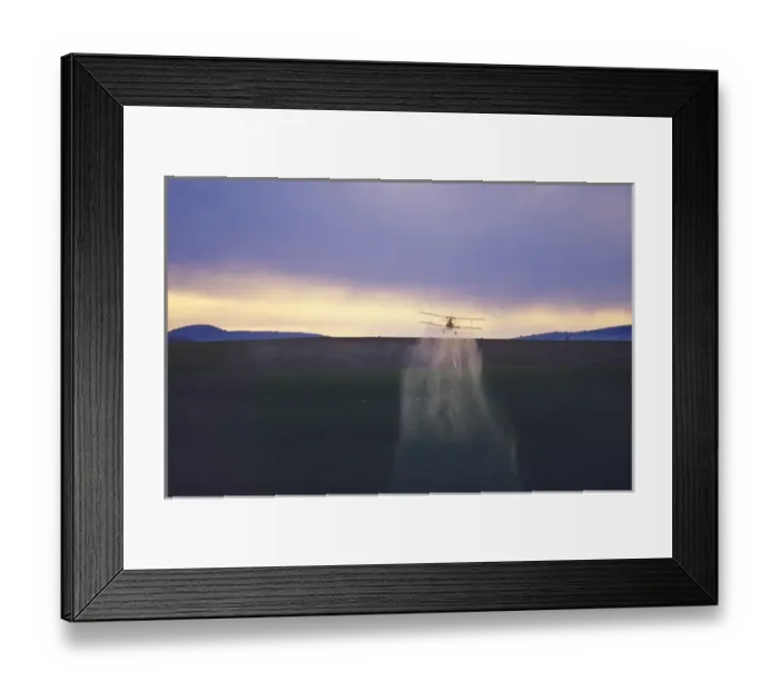 Framed Print : Crop duster airplane applies chemicals to wheat crop at sunset near Kendrick Idaho
