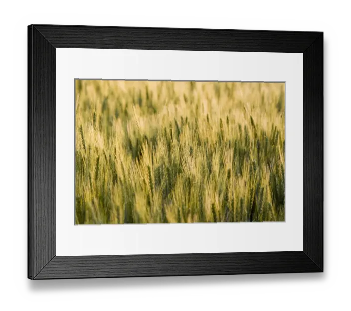 Framed Print : Mid growth wheat field near Potlatch Idaho Framed Print : Mid growth wheat field near Potlatch Idaho