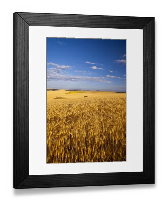 Framed Print : Ripe wheat fields near Kendrick, Idaho, USA Framed Print : Ripe wheat fields near Kendrick, Idaho, USA