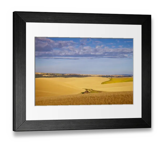 Framed Print : Ripe wheat fields near Kendrick, Idaho, USA Framed Print : Ripe wheat fields near Kendrick, Idaho, USA