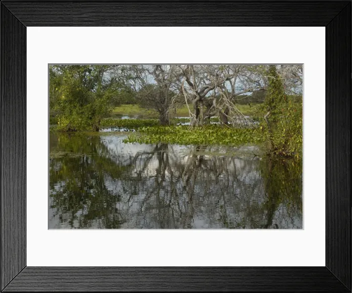 Framed Print : Pantanal Scenery Pantanal. Largest contiguous wetland system in the world. Mato