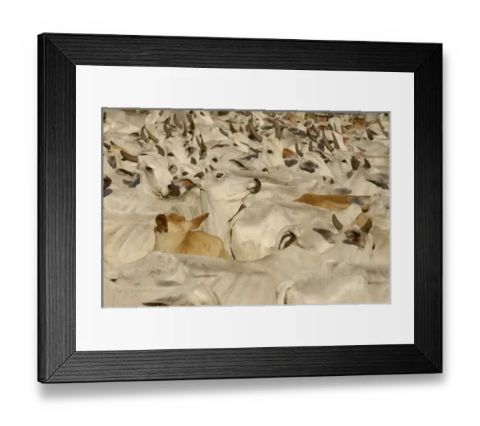 Framed Print : Pantanal cattle being herded. Once a month buyers pass through all the Fazendas buying cattle Framed Print : Pantanal cattle being herded. Once a month buyers pass through all the Fazendas buying cattle