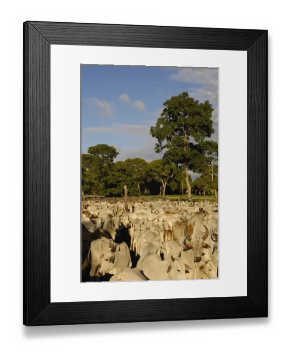 Framed Print : Pantanal cattle being herded. Once a month buyers pass through all the Fazendas buying cattle Framed Print : Pantanal cattle being herded. Once a month buyers pass through all the Fazendas buying cattle
