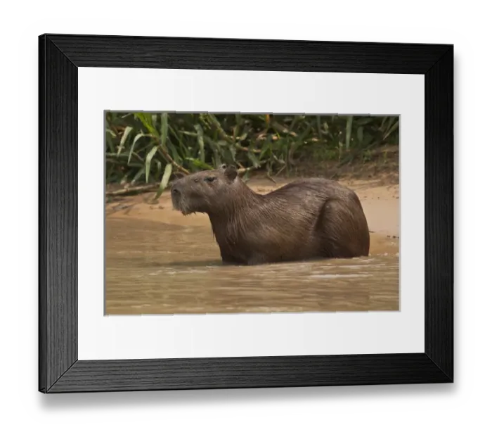 Framed Print : Capybara (Hydrochaeris hydrochaeris) Pantanal. Largest contiguous wetland system in the world Framed Print : Capybara (Hydrochaeris hydrochaeris) Pantanal. Largest contiguous wetland system in the world