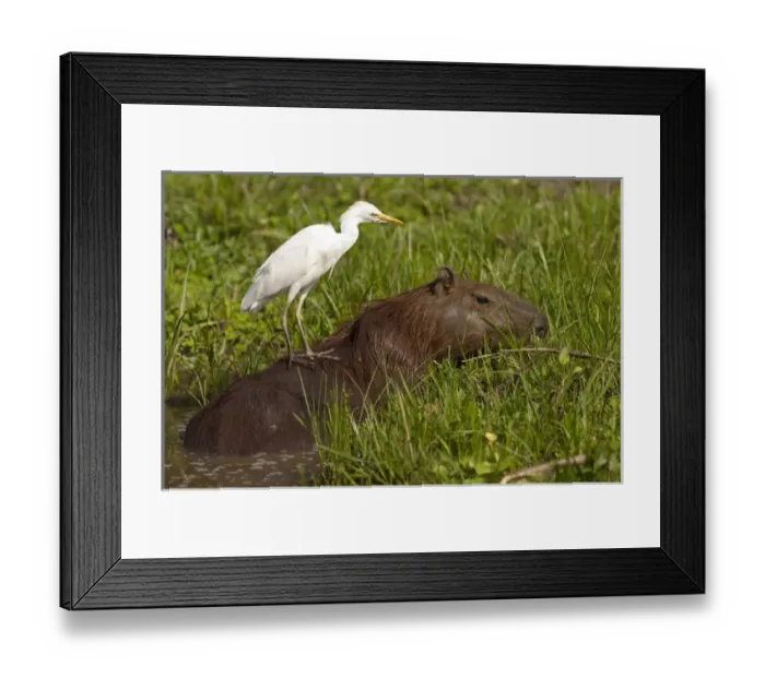 Framed Print : Capybara (Hydrochaeris hydrochaeris) Pantanal. Largest contiguous wetland system in the world