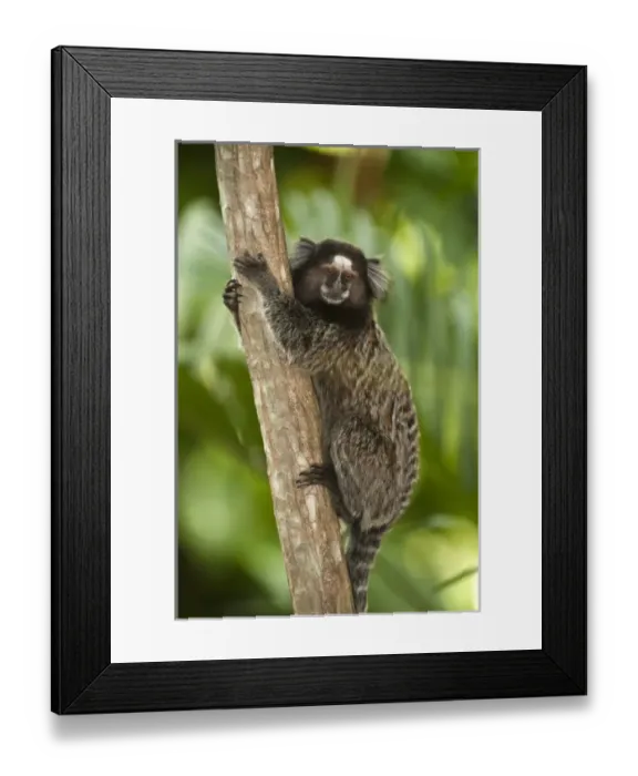 Framed Print : Common Marmoset or White-tufted-ear Marmoset (Callithrix jacchus) Sugar Loaf Framed Print : Common Marmoset or White-tufted-ear Marmoset (Callithrix jacchus) Sugar Loaf