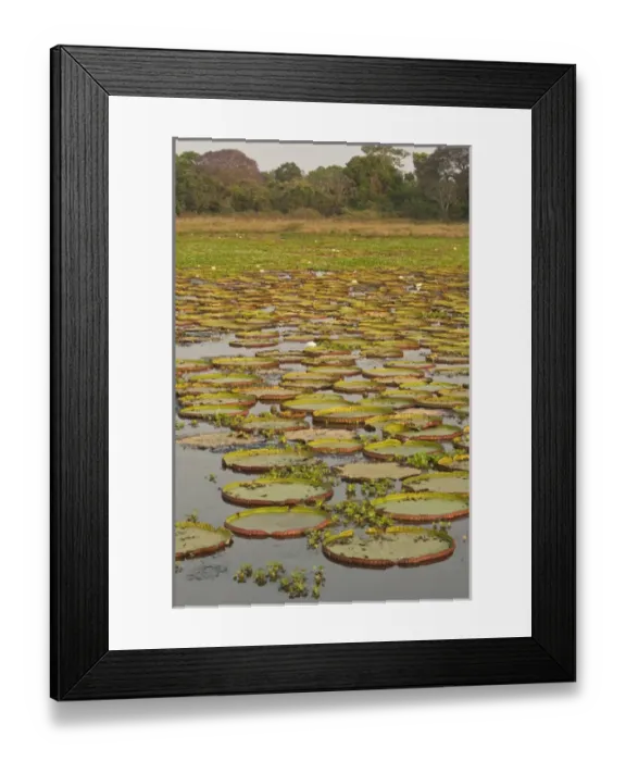 Framed Print : Giant or Victoria Lilies (Victoria amazonica) previously Victoria regis Framed Print : Giant or Victoria Lilies (Victoria amazonica) previously Victoria regis