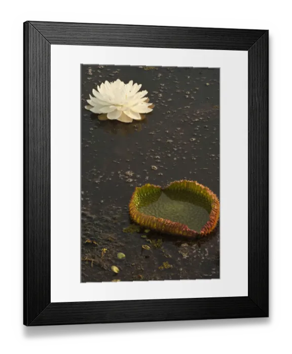 Framed Print : Giant or Victoria Lilies (Victoria amazonica) previously Victoria regis Framed Print : Giant or Victoria Lilies (Victoria amazonica) previously Victoria regis