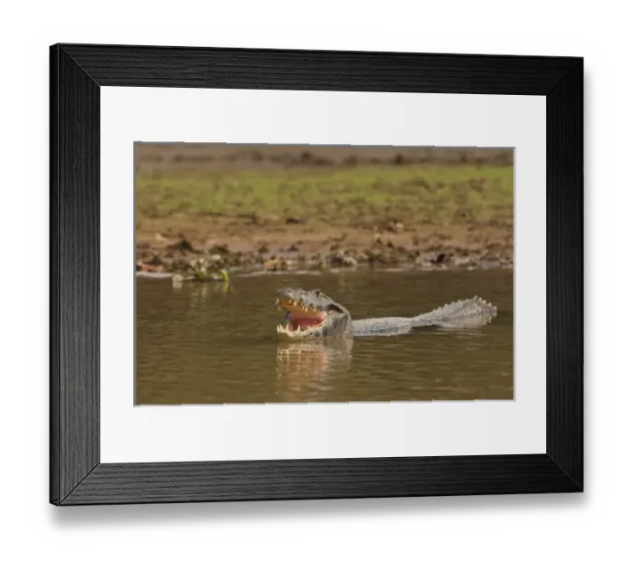 Framed Print : 05. Jacare Caiman or Yacare Caiman