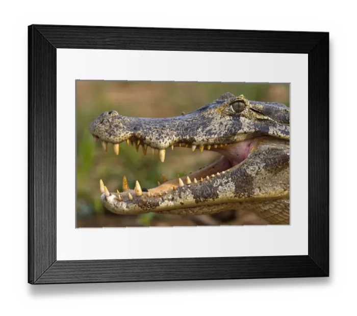 Framed Print : 05. Jacare Caiman or Yacare Caiman Framed Print : 05. Jacare Caiman or Yacare Caiman