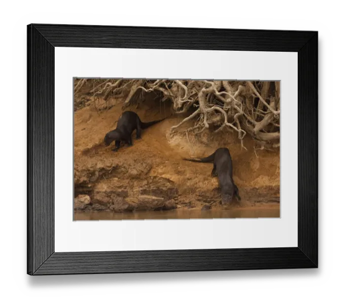 Framed Print : Giant Otters (Pteronura braziliensis) at Den PHOTOGRAPHED IN: Pantanal. Largest