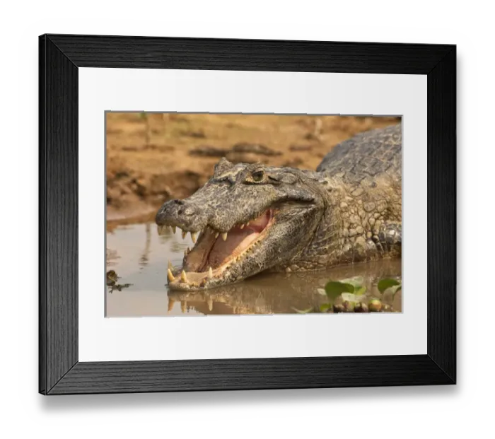 Framed Print : 05. Jacare Caiman or Yacare Caiman