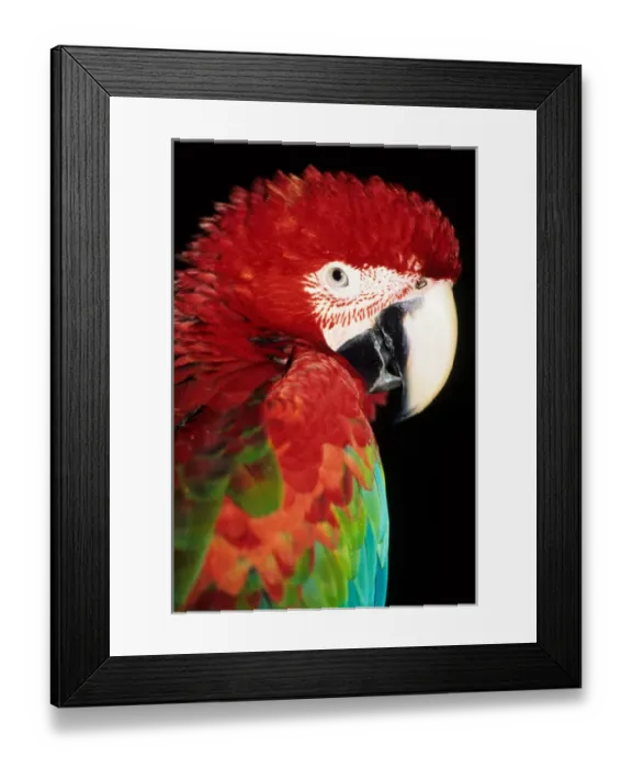 Framed Print : Itaparica, Bahia state, Brazil. Red and blue macaw (Ara macao) Framed Print : Itaparica, Bahia state, Brazil. Red and blue macaw (Ara macao)