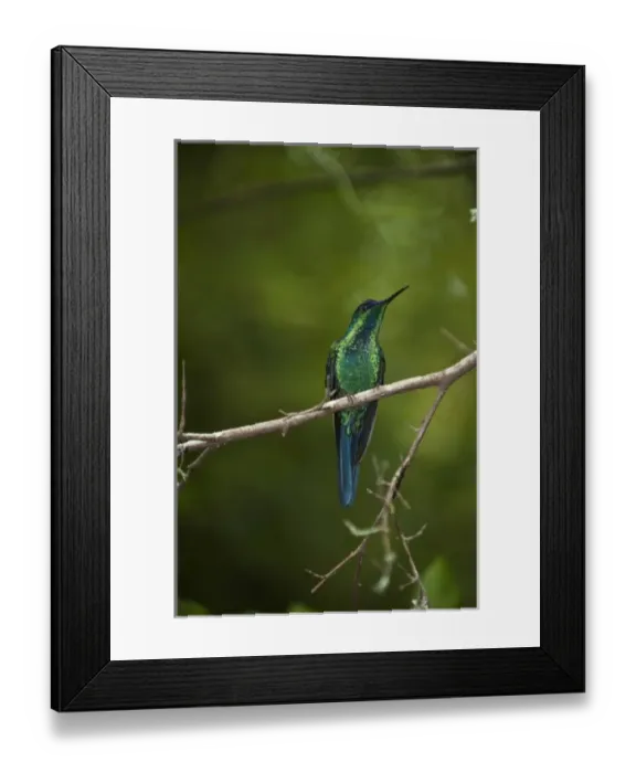 Framed Print : Violet-capped Woodnymph (Thalurania glaucopis) in the Tijuca Forest, part of Framed Print : Violet-capped Woodnymph (Thalurania glaucopis) in the Tijuca Forest, part of