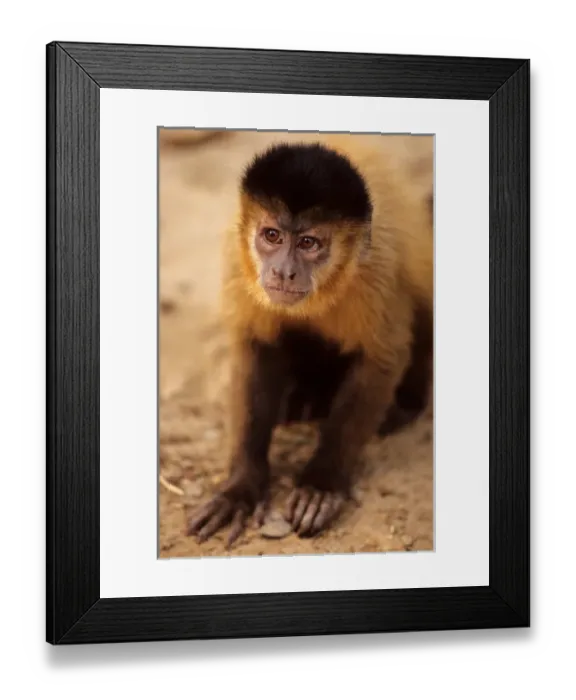 Framed Print : North-east Brazil. Monkey