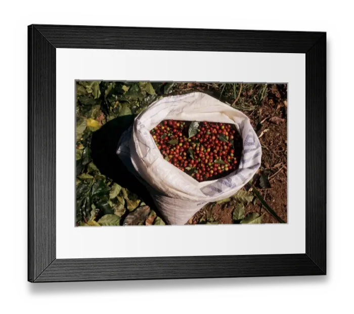Framed Print : Rio de Janeiro State, Brazil. Bag full of coffee beans with leaves from the bushes Framed Print : Rio de Janeiro State, Brazil. Bag full of coffee beans with leaves from the bushes
