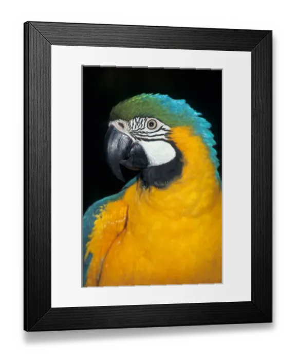 Framed Print : Amazon, Brazil. Blue and yellow macaw; Arara-caninde (Ara ararauna) Framed Print : Amazon, Brazil. Blue and yellow macaw; Arara-caninde (Ara ararauna)