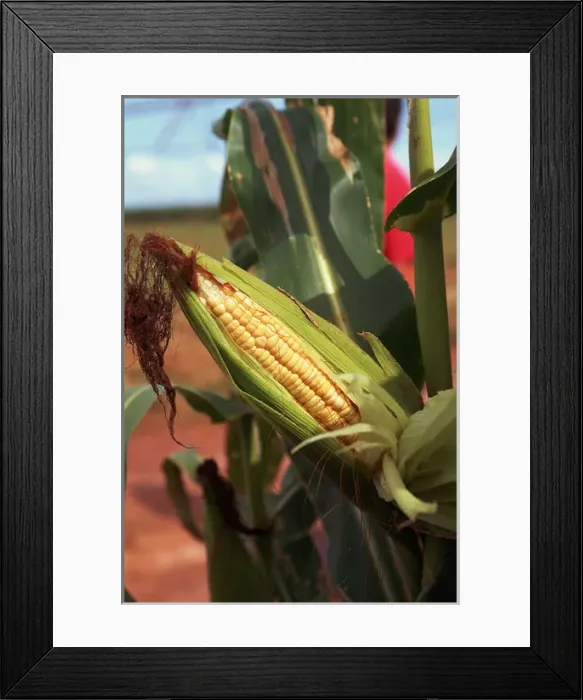Framed Print : Parana State, Brazil. Maize (sweet corn, Zea mays) field with a ripe head of sweet Framed Print : Parana State, Brazil. Maize (sweet corn, Zea mays) field with a ripe head of sweet