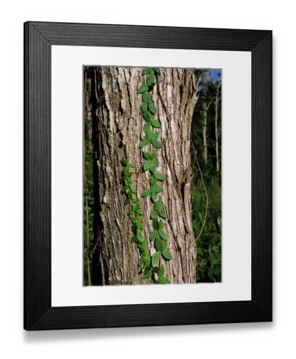 Framed Print : Amazon, Brazil. Grey tree trunk with green climbers growing up it. Living forest Framed Print : Amazon, Brazil. Grey tree trunk with green climbers growing up it. Living forest