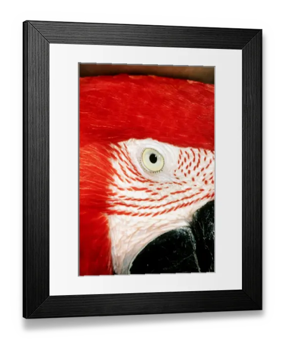 Framed Print : Itaparica, Brazil. Scarlet macaw in profile; eye, cheek, beak Framed Print : Itaparica, Brazil. Scarlet macaw in profile; eye, cheek, beak
