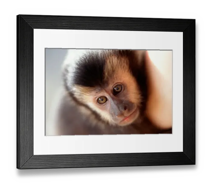 Framed Print : Sao Vicente, Brazil. Muriqui monkey (Brachyteles arachnoides); endangered species Framed Print : Sao Vicente, Brazil. Muriqui monkey (Brachyteles arachnoides); endangered species