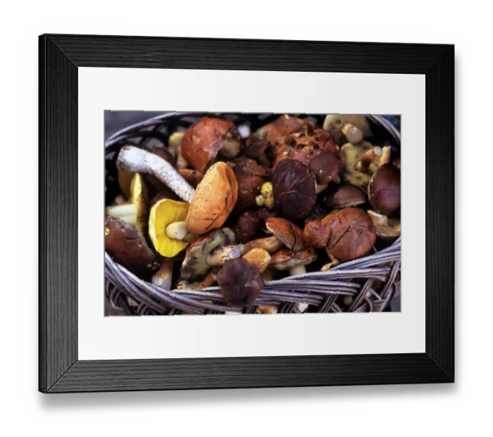 Framed Print : Poland. Basket of Boletus sp. and other edible fungi