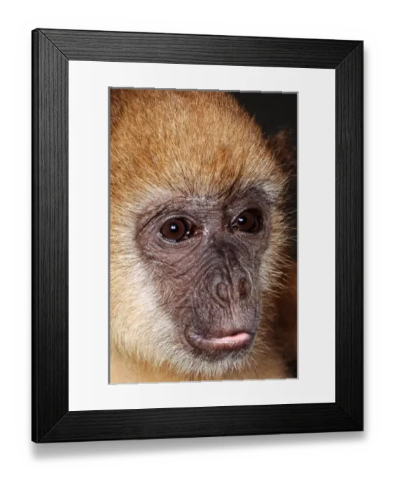 Framed Print : Sao Vicente, Brazil. Macaco Prego monkey (Cebus apella); wide-ranging South American Framed Print : Sao Vicente, Brazil. Macaco Prego monkey (Cebus apella); wide-ranging South American