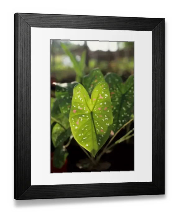 Framed Print : Trombetas, Brazil. Leaf of Caladium Bicolor
