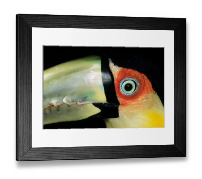 Framed Print : Amazon, Brazil. Close-up of the eye and upper beak of a red-breasted toucan (Ramphastos