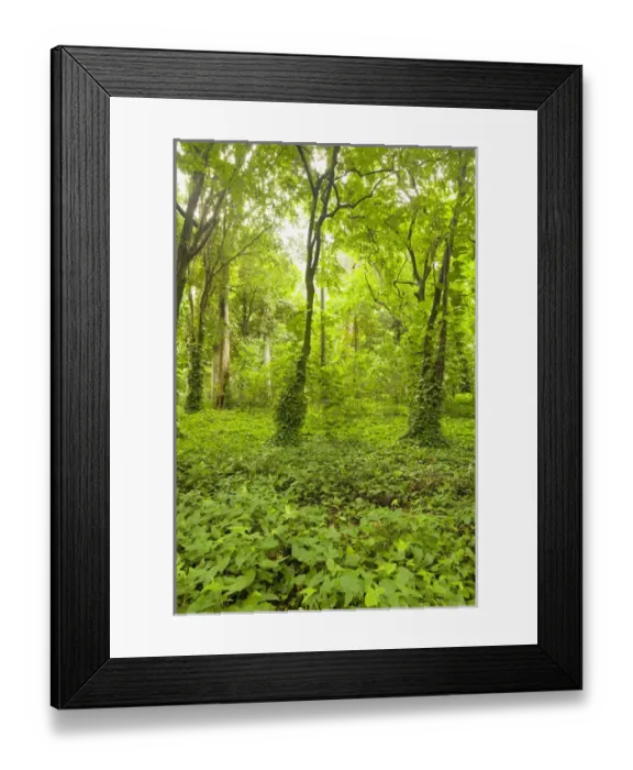 Framed Print : The Parque Lage, Rio de Janiero, Brazil Framed Print : The Parque Lage, Rio de Janiero, Brazil