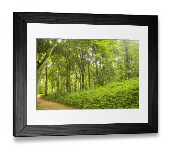 Framed Print : The Parque Lage, Rio de Janiero, Brazil Framed Print : The Parque Lage, Rio de Janiero, Brazil