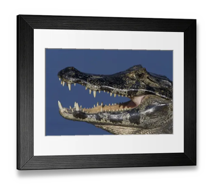 Framed Print : South America, Brazil, Pantanal Close-up of caiman (Caiman crocodilius yacare) head and mouth Framed Print : South America, Brazil, Pantanal Close-up of caiman (Caiman crocodilius yacare) head and mouth